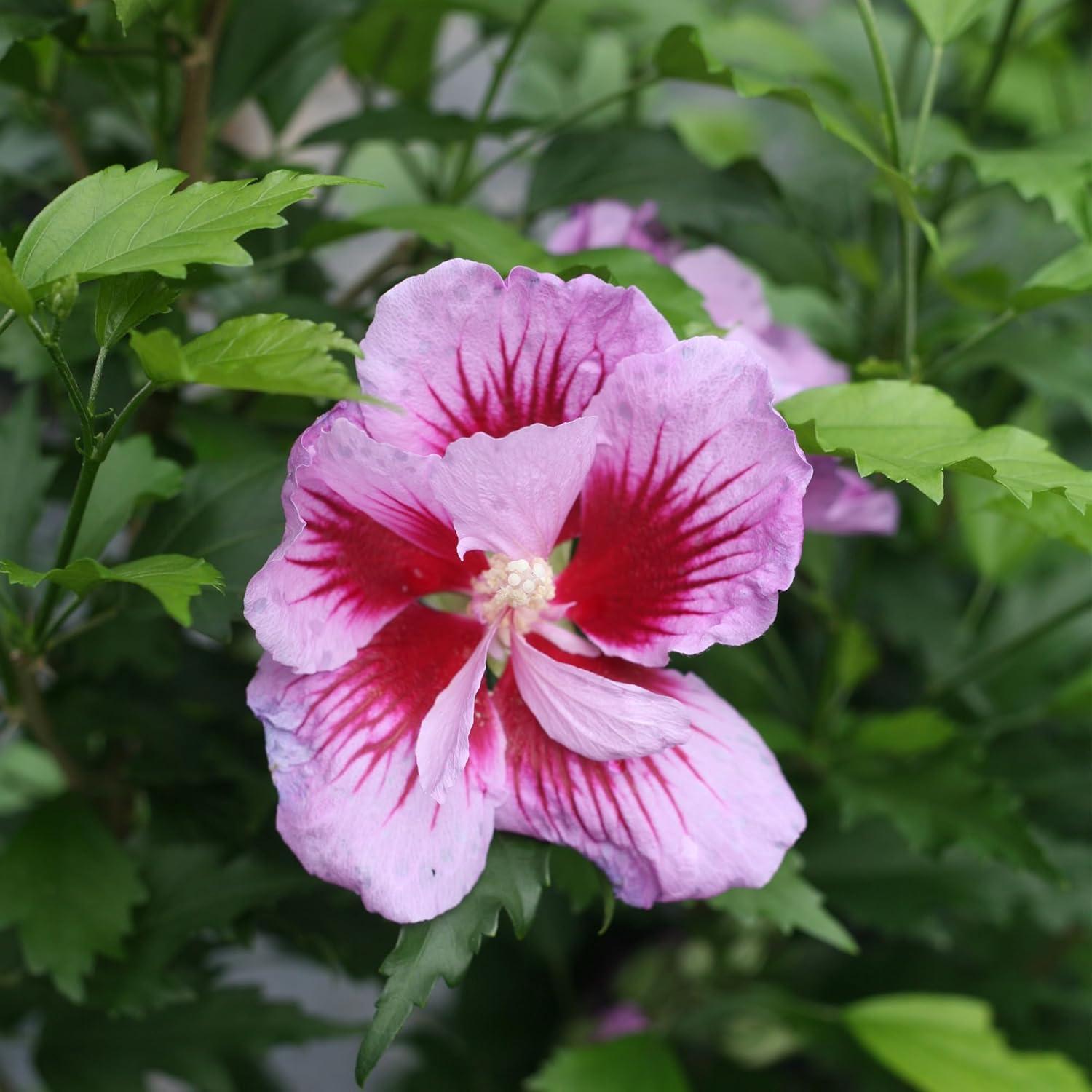 Purple Pillar Hibiscus Shrub with Lush Green Foliage