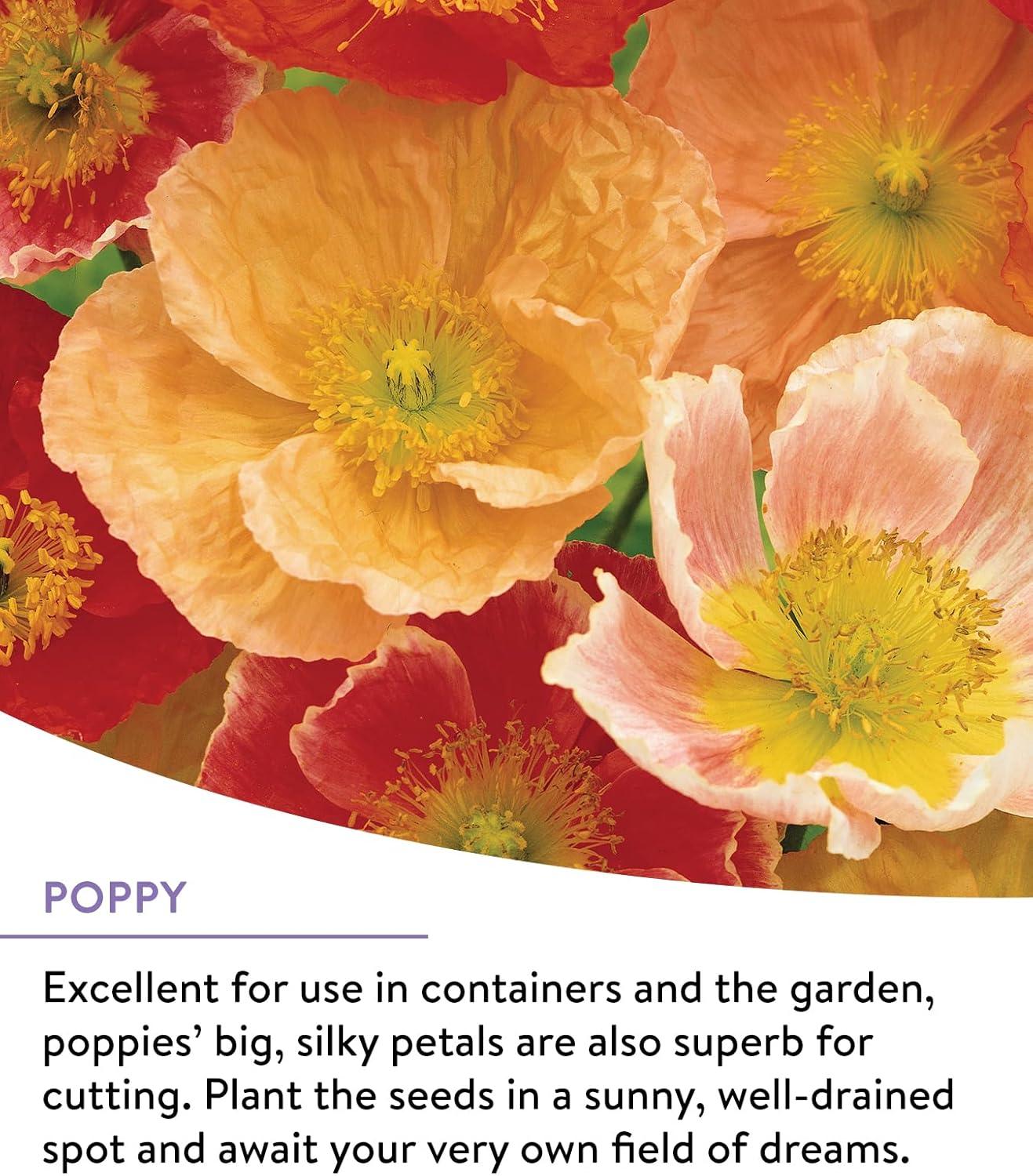 Burpee Perennial Wildflower Seeds Mix – Non-GMO, Attracts Pollinators, Perennial Flowers, 50,000 Seeds, 1 Bag