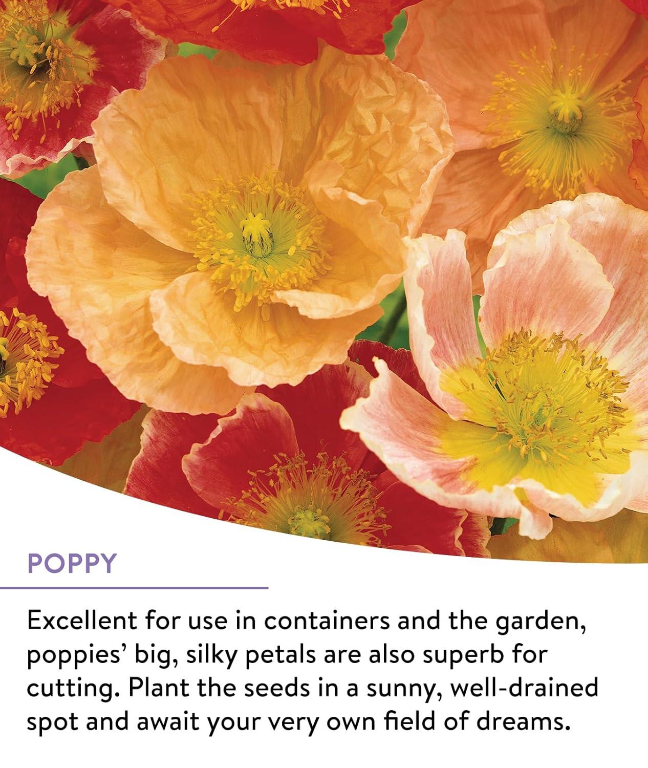 Burpee Perennial Wildflower Seeds Mix – Non-GMO, Attracts Pollinators, Perennial Flowers, 50,000 Seeds, 1 Bag