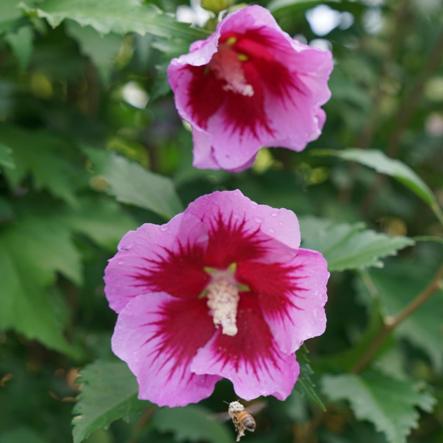 Purple Pillar Hibiscus Shrub with Lush Green Foliage