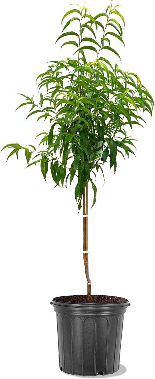 Early Elberta Peach Tree in 5-Gallon Black Pot