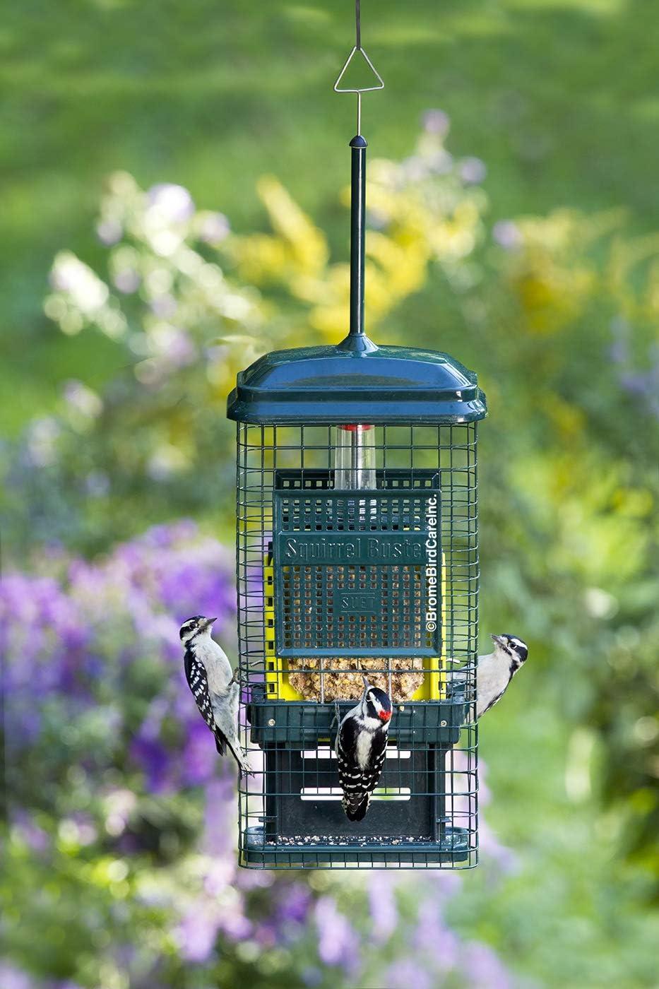 Brome Bird Care Squirrel Buster Truly Squirrel-Proof Suet Feeder (Green)