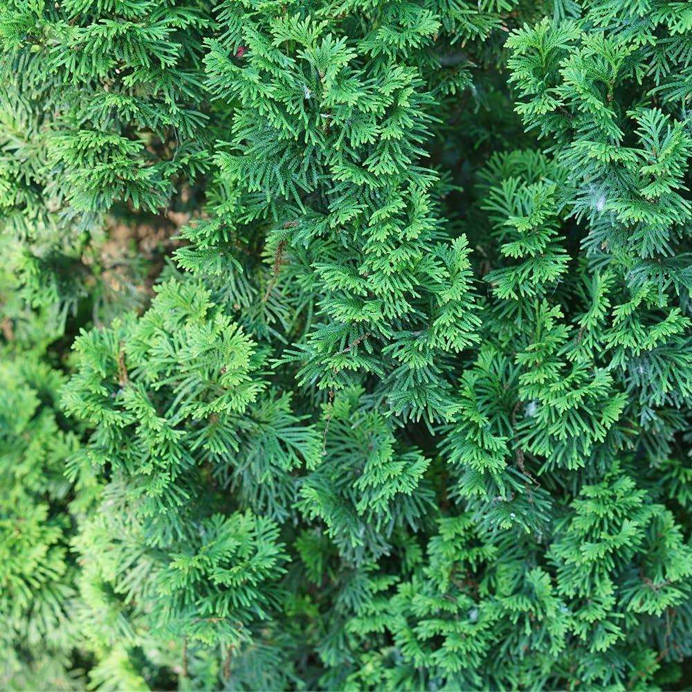 2-Gallon Dark Green Arborvitae Evergreen Shrub