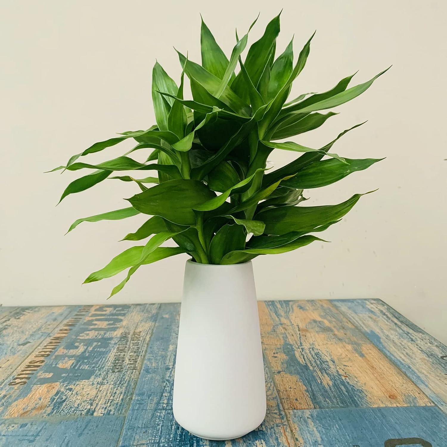 Simple Vase for Flowers Plants, Matte Vases for Modern Table Shelf Home Decor Wedding Boho Decor, 6" H Frosted Elegant Ceramic Vase for Pampas Grass Fluffy Stem Bouquet Lavender Flowers (White, 1)