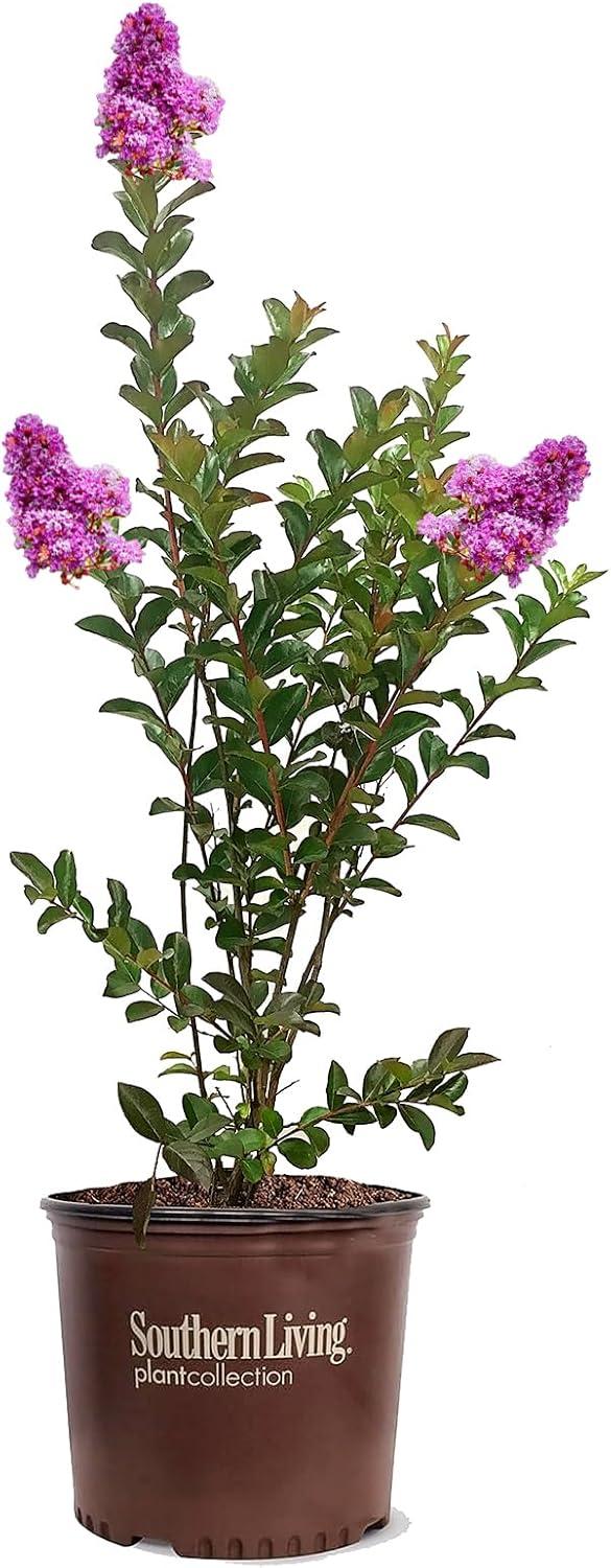 Miss Sandra Crape Myrtle Tree with Vibrant Purple Flowers in 3-Gallon Pot