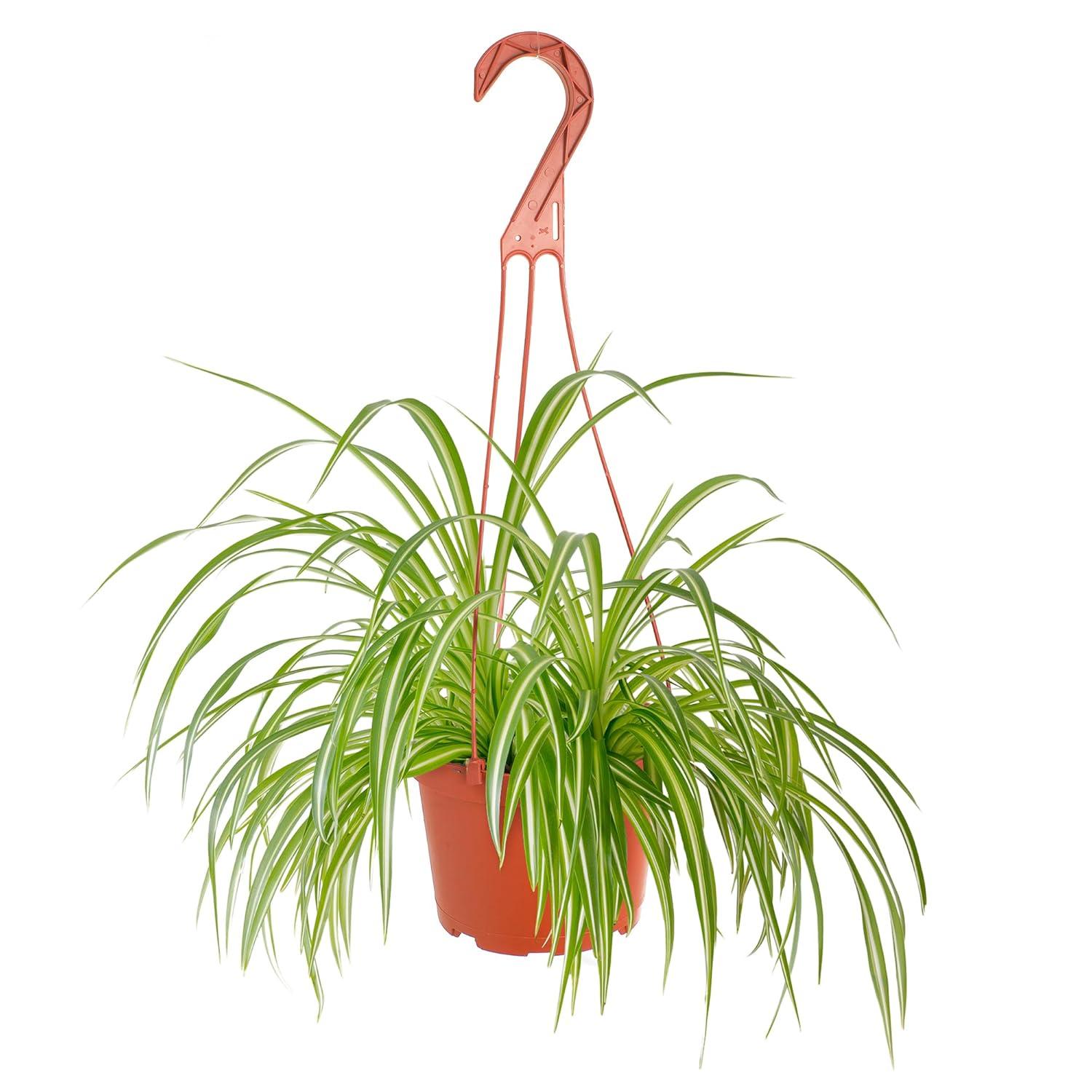 Spider Plant Live Indoor Plant, Easy Care Air Purifying Hanging Houseplant in 6 in. Grower Pot with Hanger