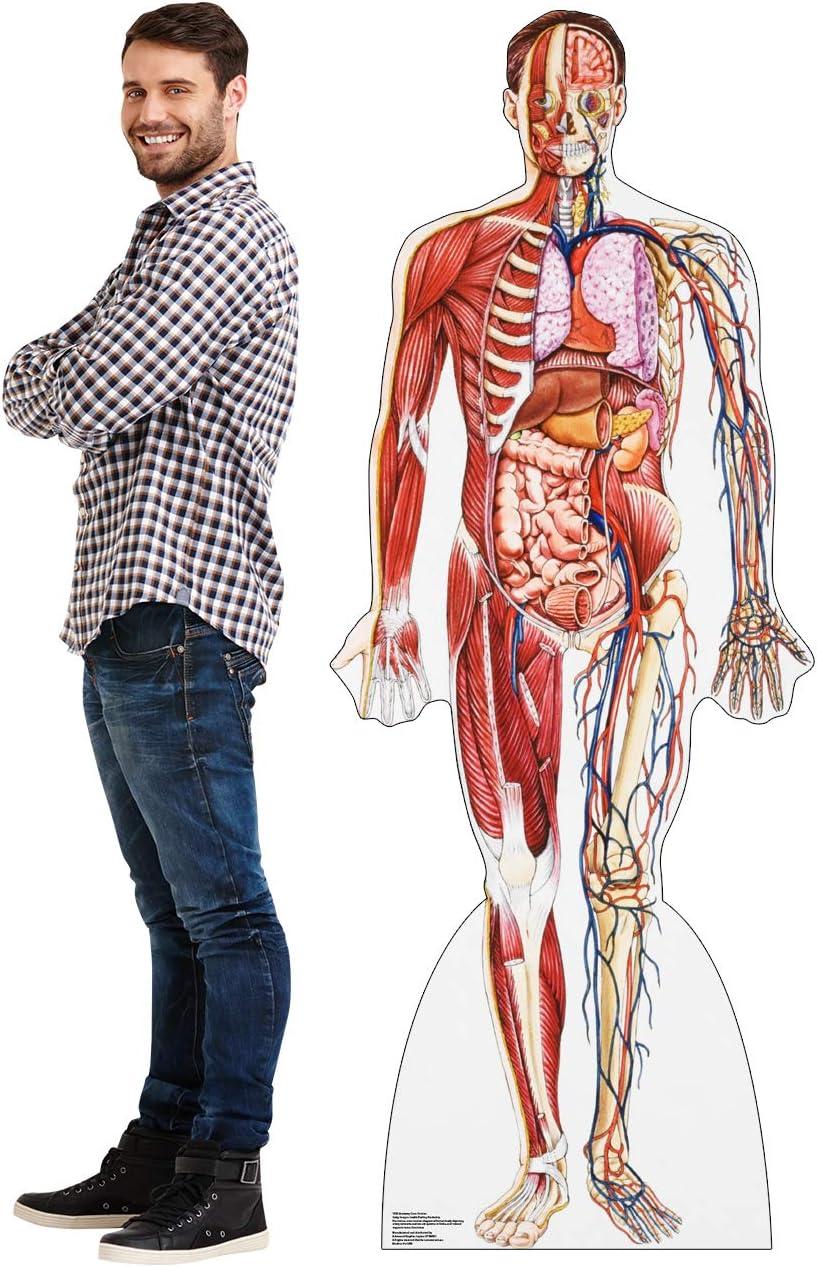 Advanced Graphics Anatomy 72'' Cardboard Standup