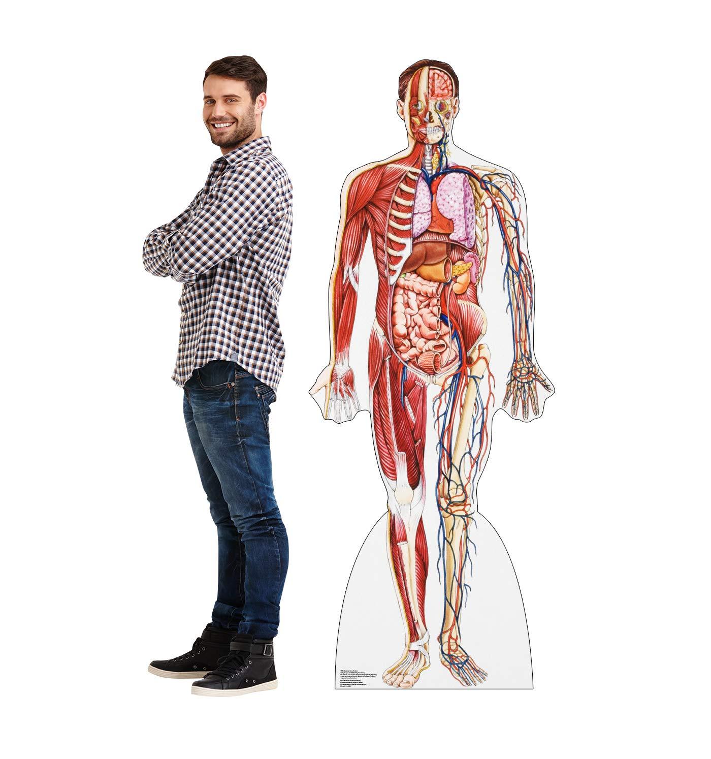 Advanced Graphics Anatomy 72'' Cardboard Standup