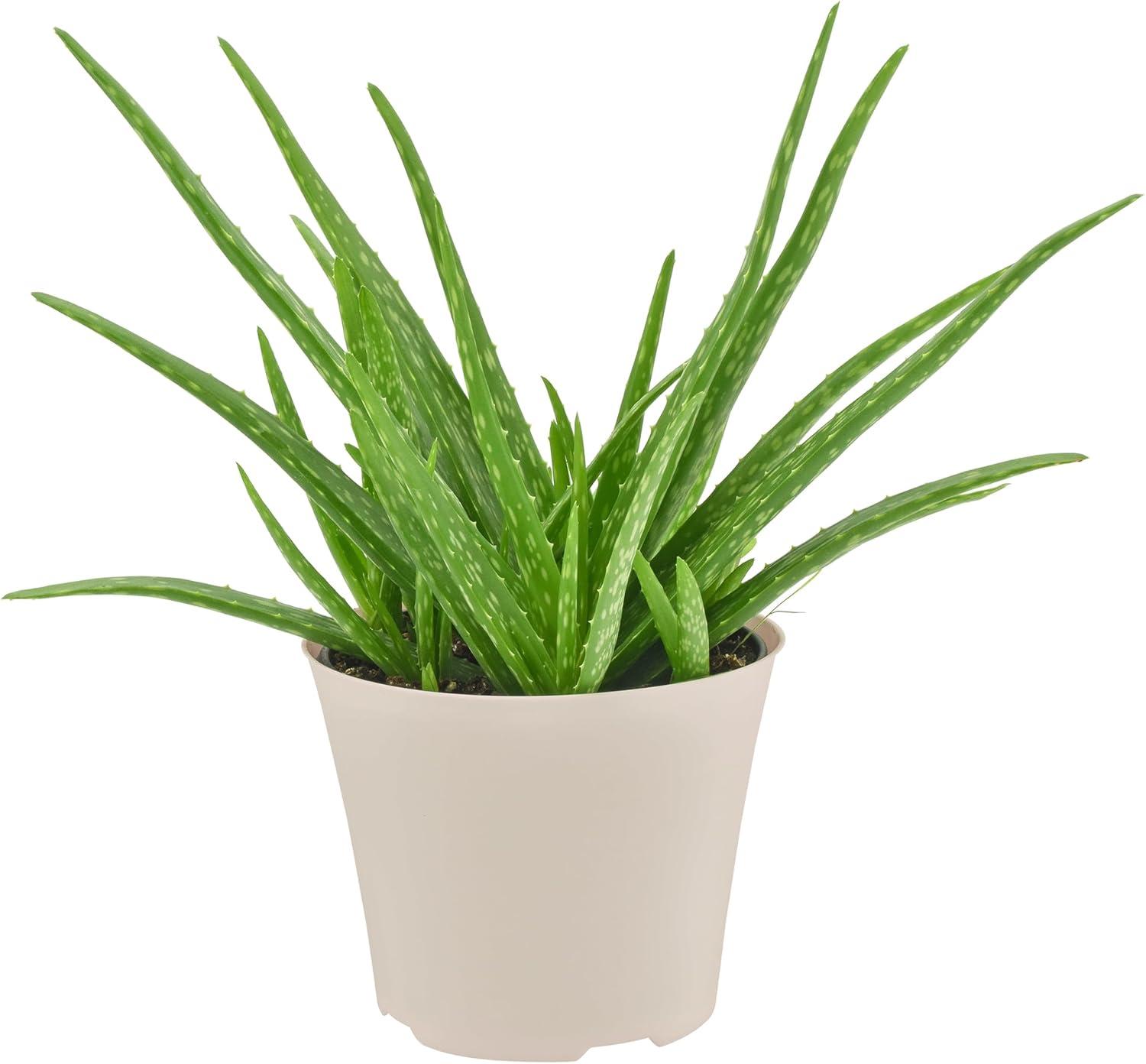 Large Aloe Vera Succulent in Beige Plastic Pot