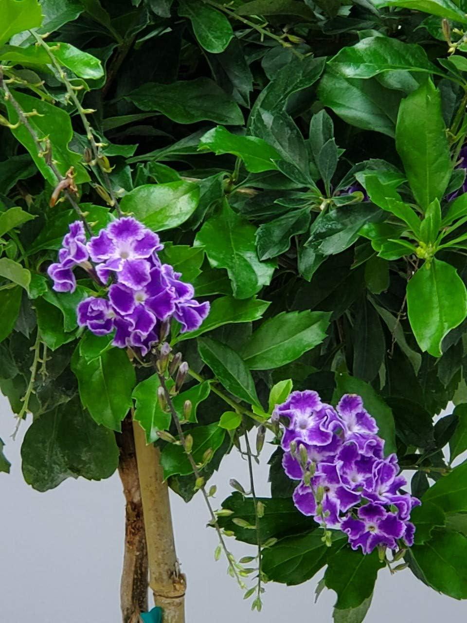 Tropical Plants of Florida 36" to 42" Sapphire Showers Duranta Tree; Full Sunlight, Nursery Pot