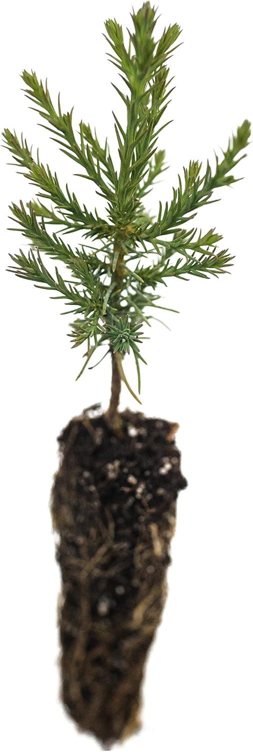 Giant Sequoia | Small Tree Seedling | The Jonsteen Company