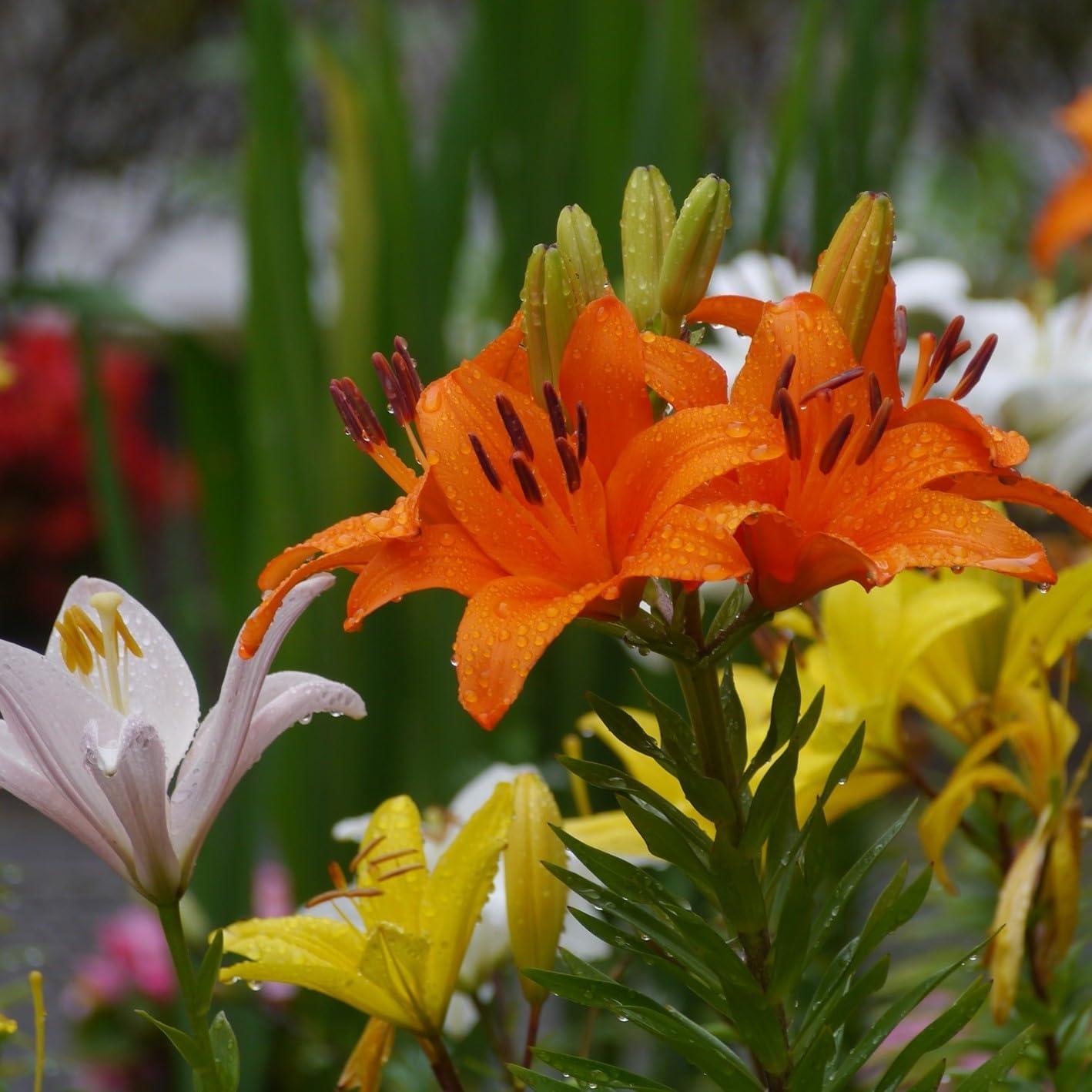 Touch of ECO Lilium Oohs and Aahs - Colorful Mix of Yellow, Red, Pink, Orange Lily Flowers - 10 Bulbs - Attracts Butterflies, Bees & Hummingbirds