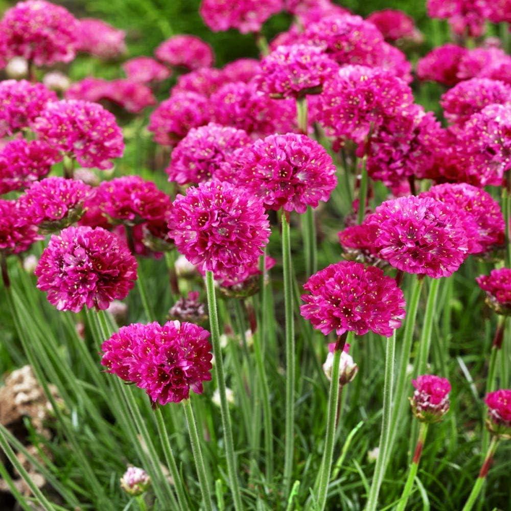 Outsidepride Perennial Armeria Maritima Ground Cover Plant Seed for Full Sun - 2000 Seeds