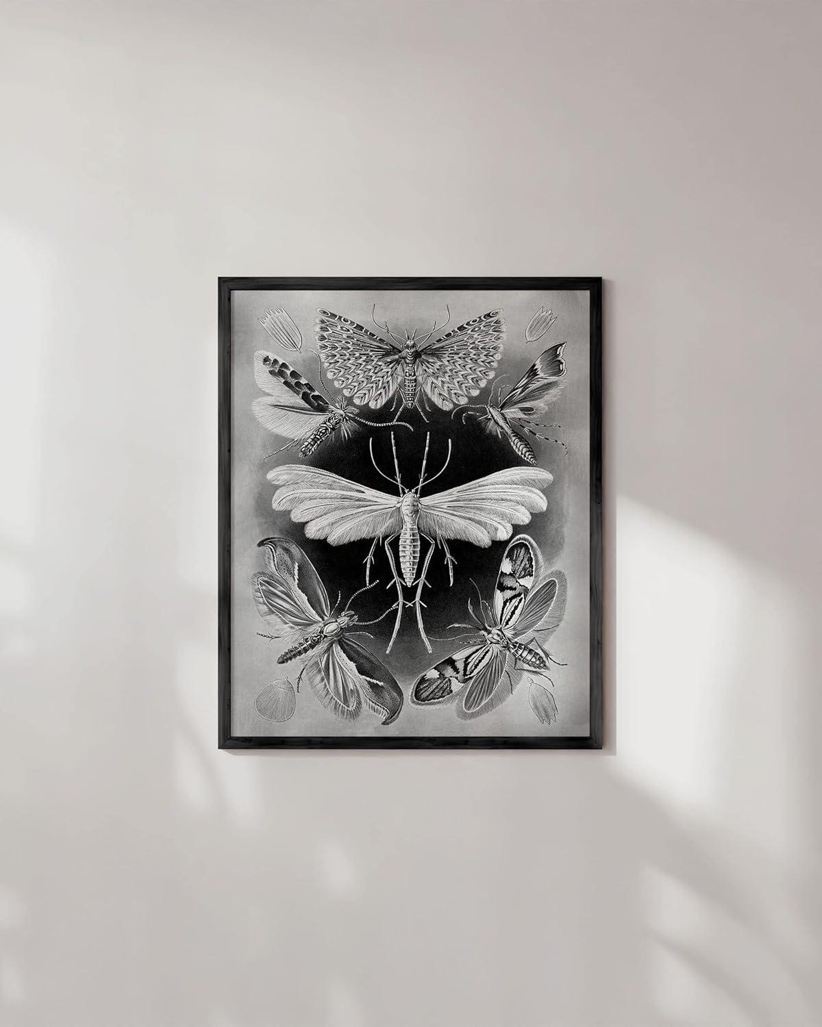 HAUS AND HUES Haeckel Prints Gothic Wall Decor - Goth Room Decor Aesthetic Witch Poster, Witch Art & Wiccan Wall Decorations, Creepy Drawings, Goth Wall Art, Witchy Wall Decor UNFRAMED 12"x16"