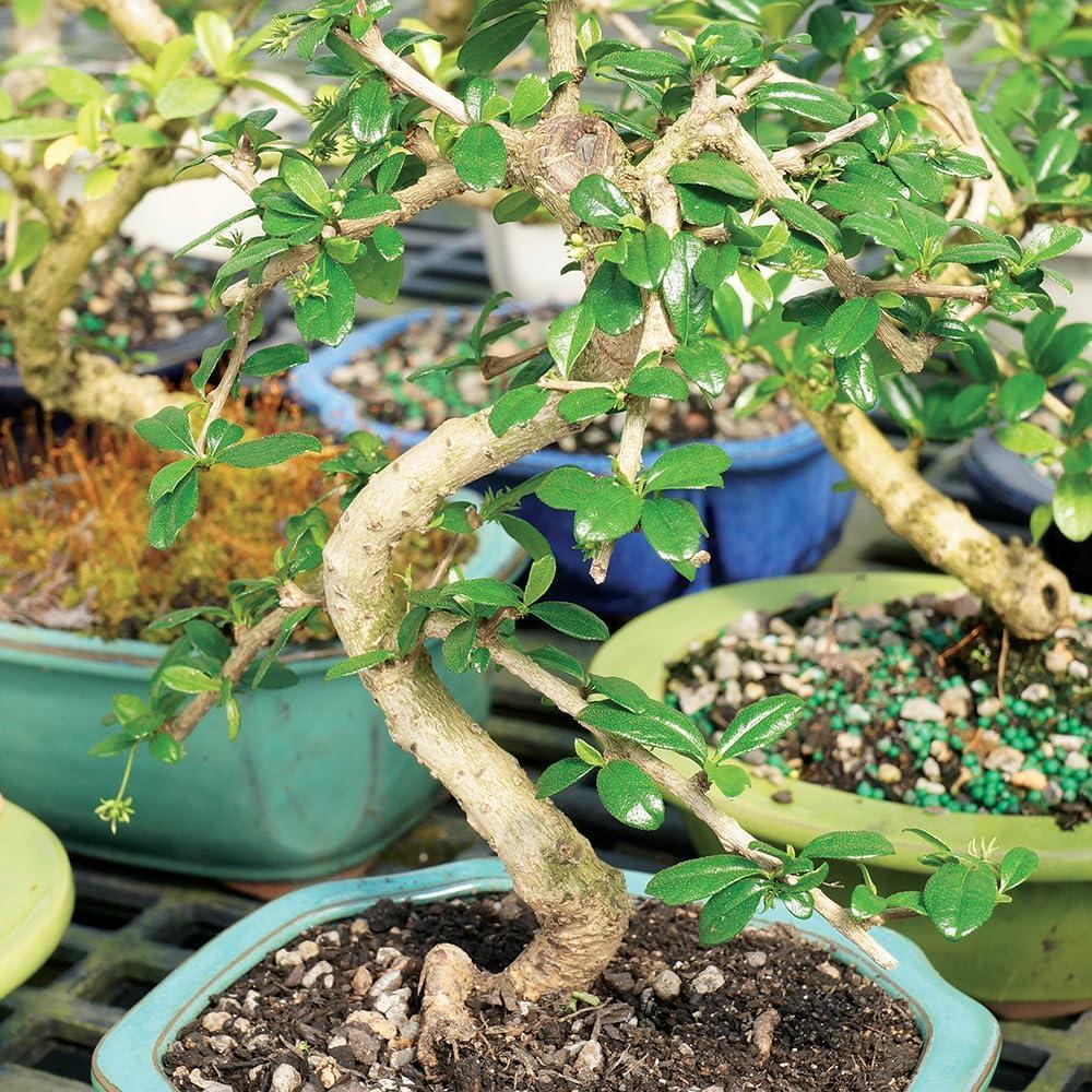 Brussel's Fukien Tea Bonsai - Medium - (Indoor)