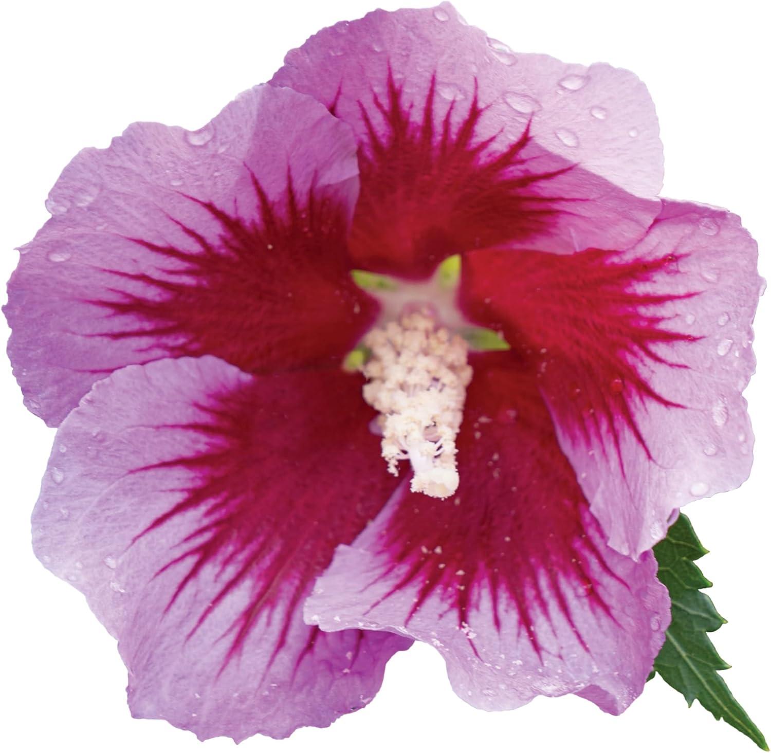 Purple Pillar Hibiscus Shrub with Lush Green Foliage