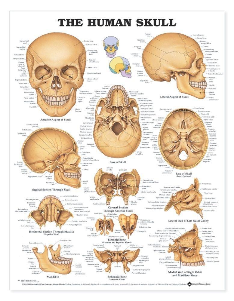 Anatomy Lab Human Skull Anatomy Laminated Poster