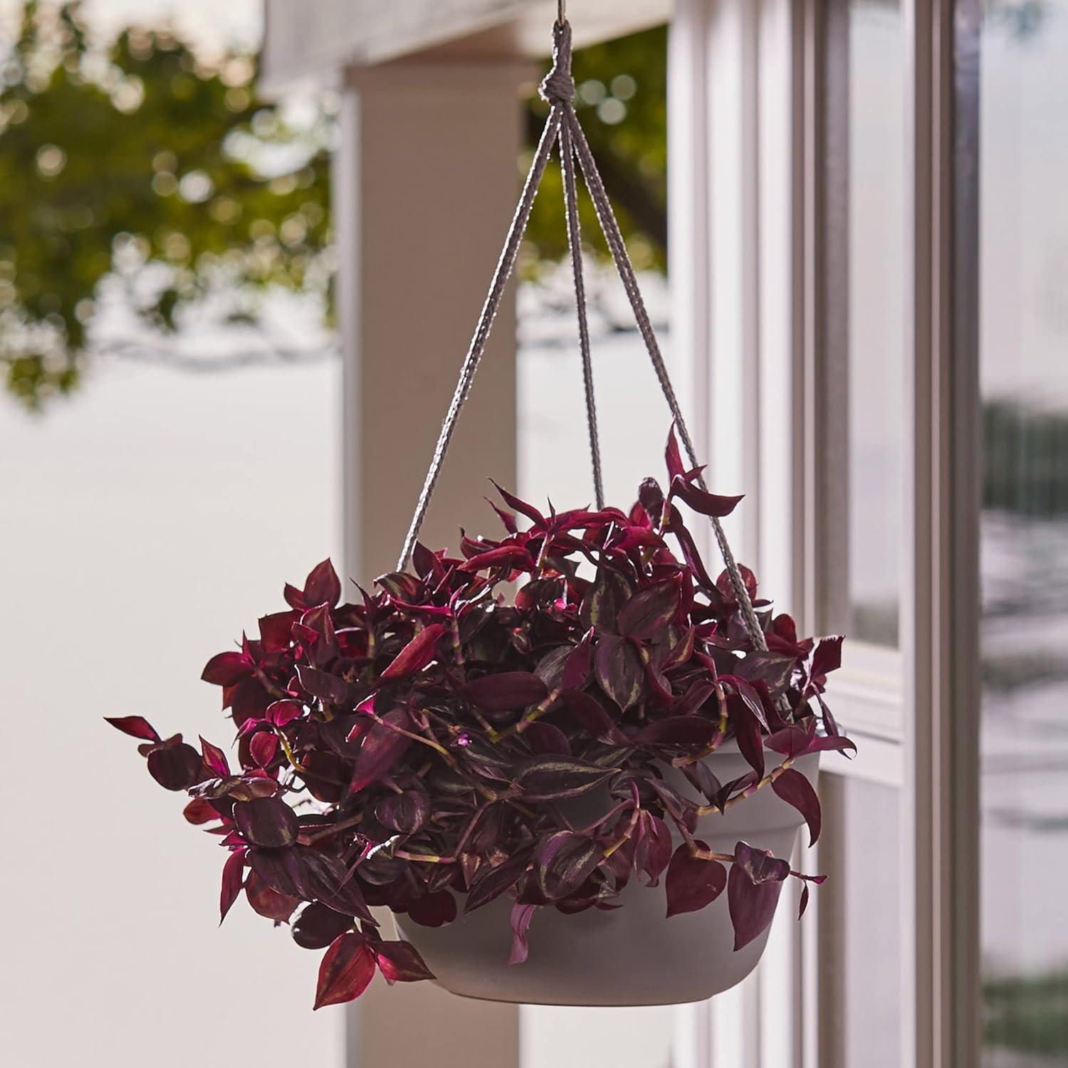 Bloem 6.8 in. H X 12.4 in. D Resin Dura Cotta Hanging Basket Terracotta Clay