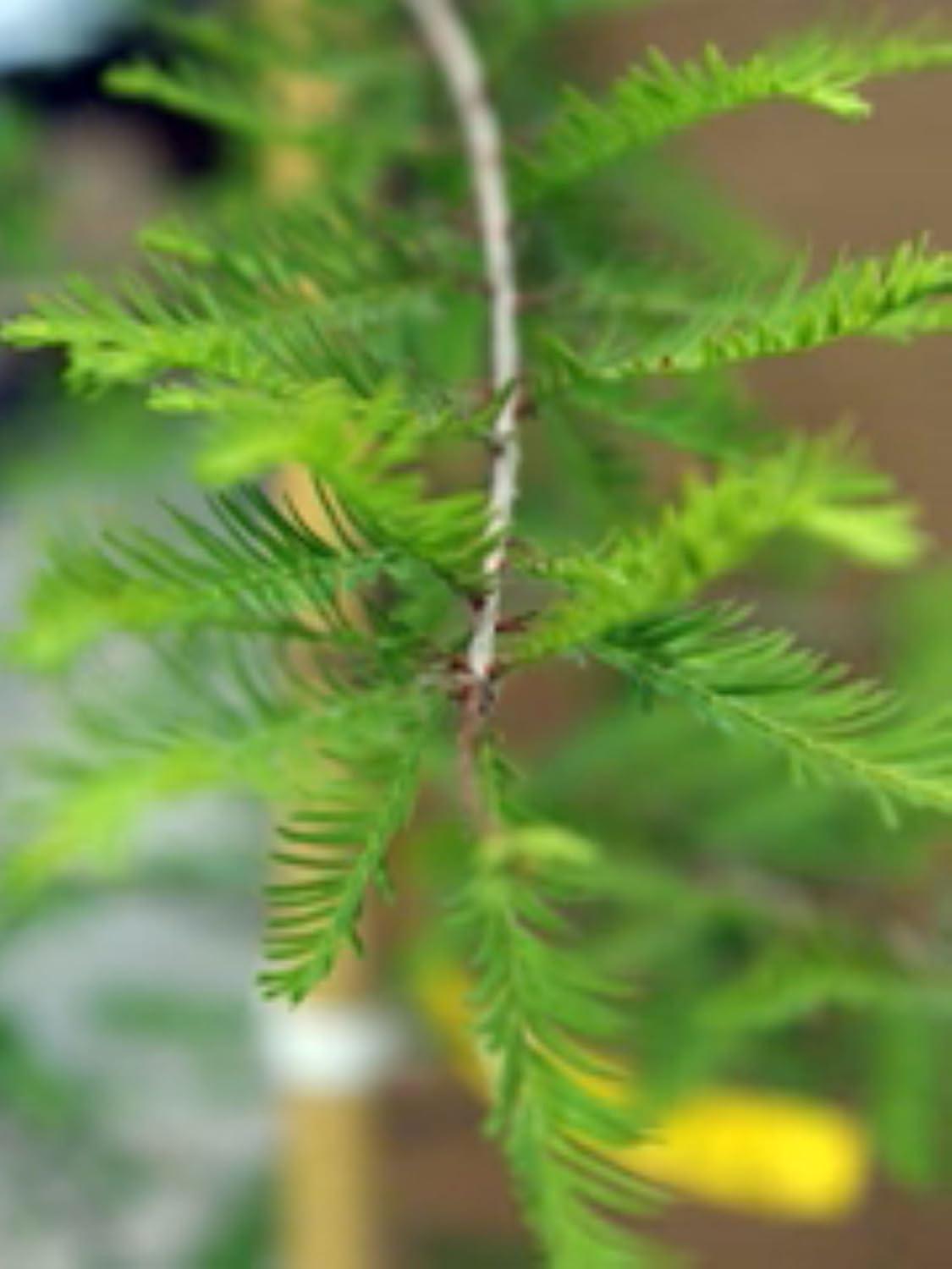 American Plant Exchange Evergreen Trees Bald Cypress, Live 1-Gallon Pot, Deciduous Conifer, Outdoor/Landscape Plant