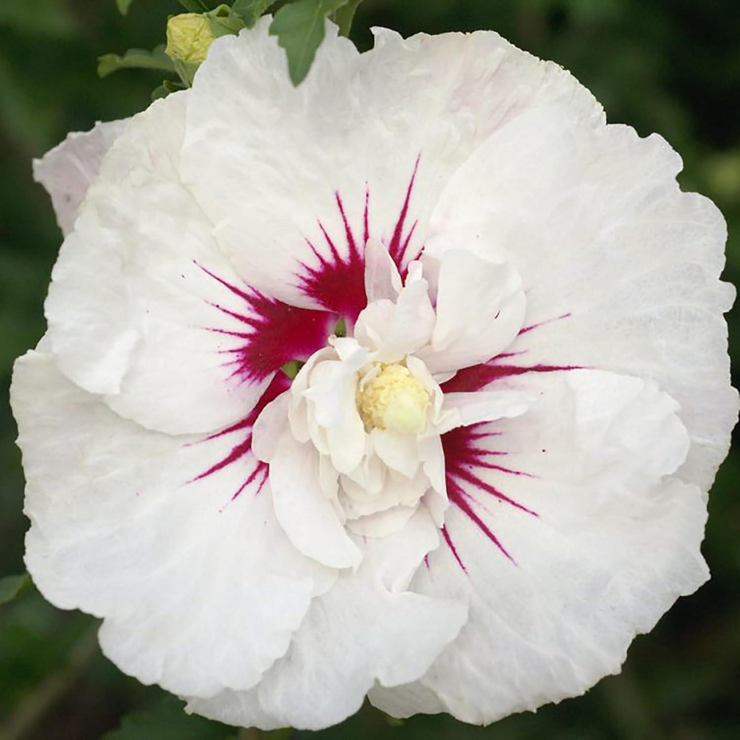First Editions Hibiscus Bali Live Shrub in 2-Gallon Grower Pot
