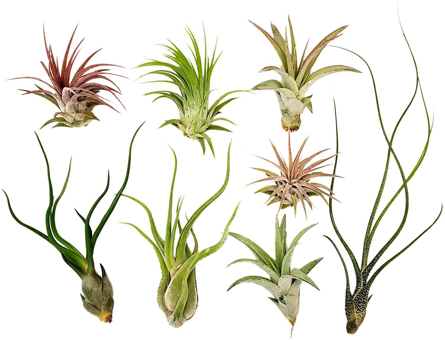 Live Air Plants - 8 Pack Assorted Tillandsia Collection - Easy Care Indoor Houseplants with 30 Day Guarantee