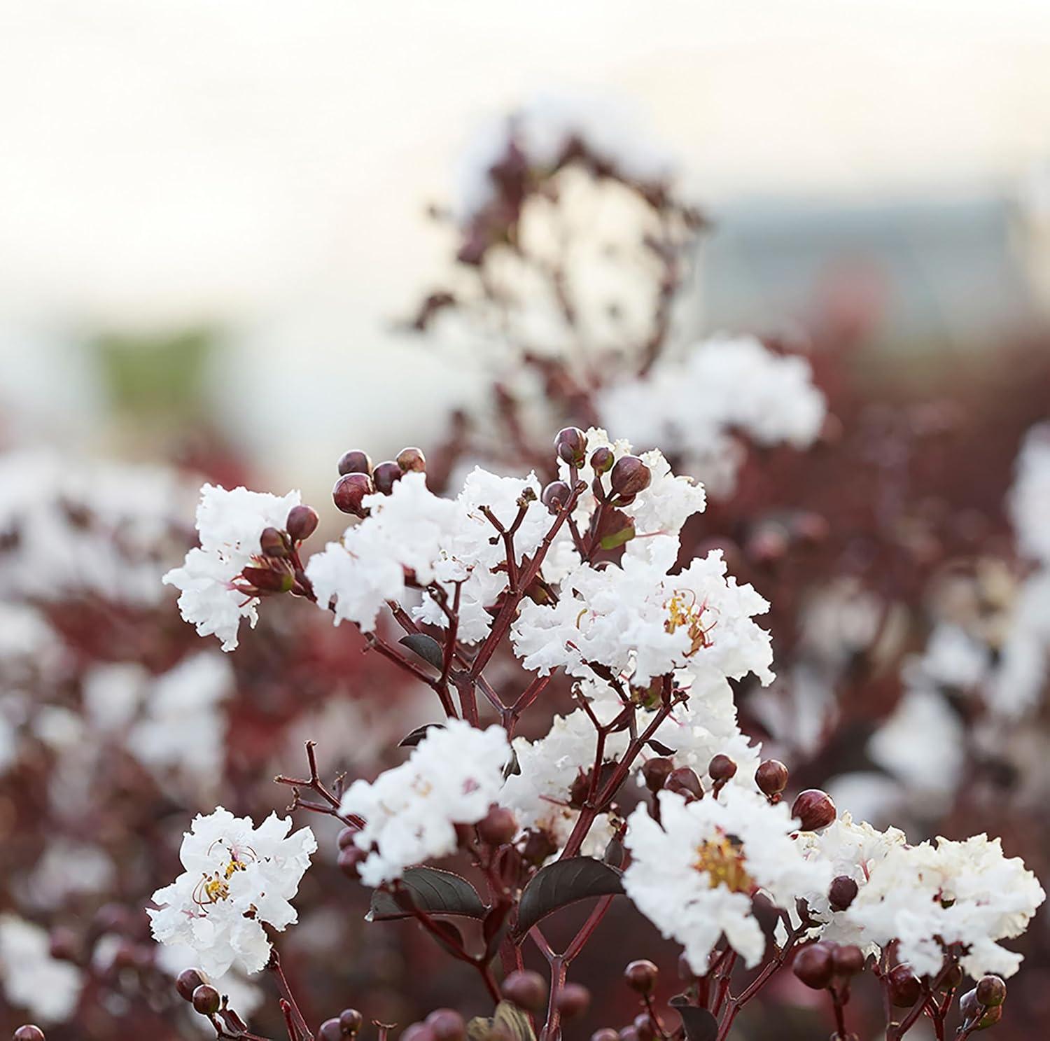 Pure White Black Diamond Crape Myrtle in 3-Gallon Container