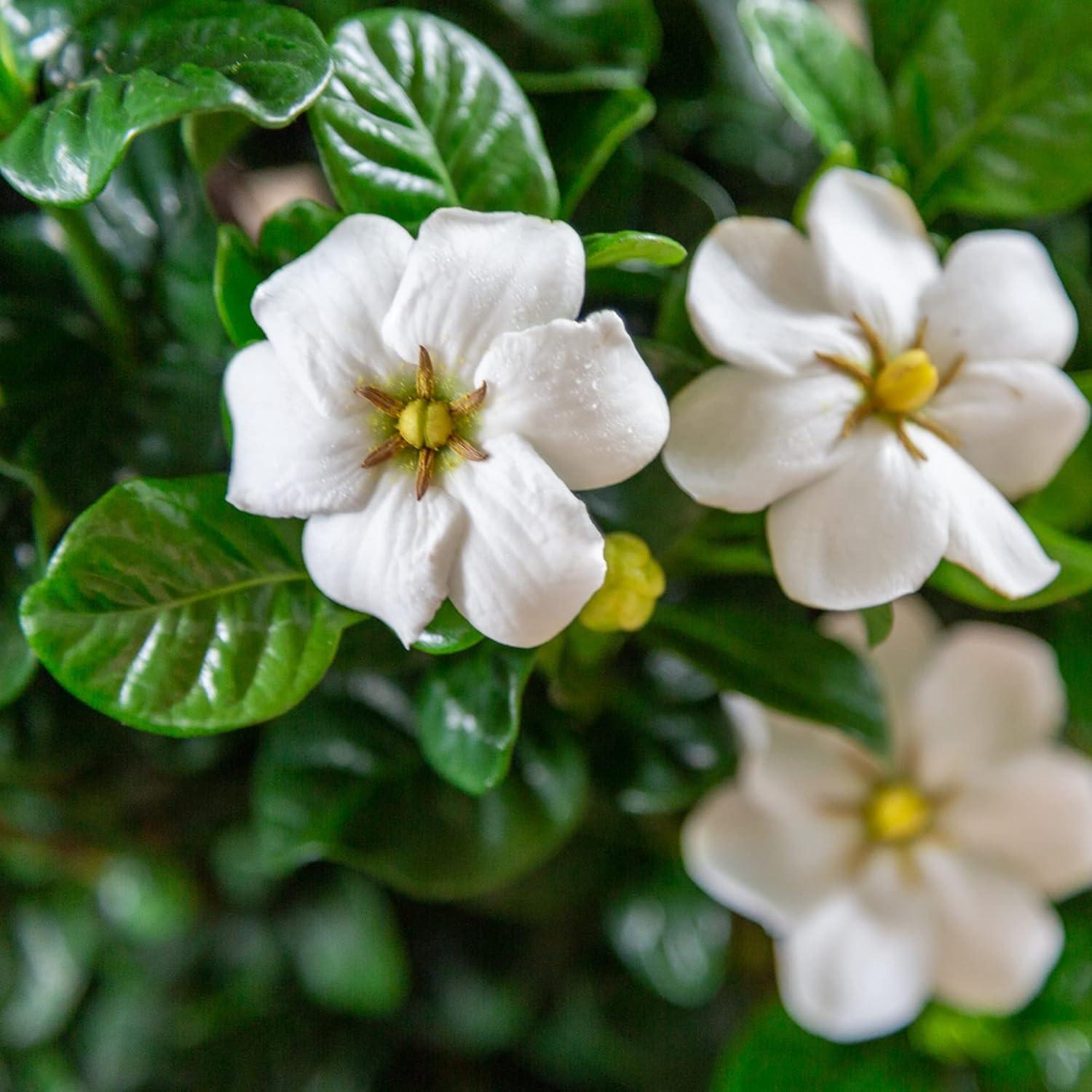 Southern Living Plant Collection Gardenia Diamond Spire Live Shrubs (2 Gallon)