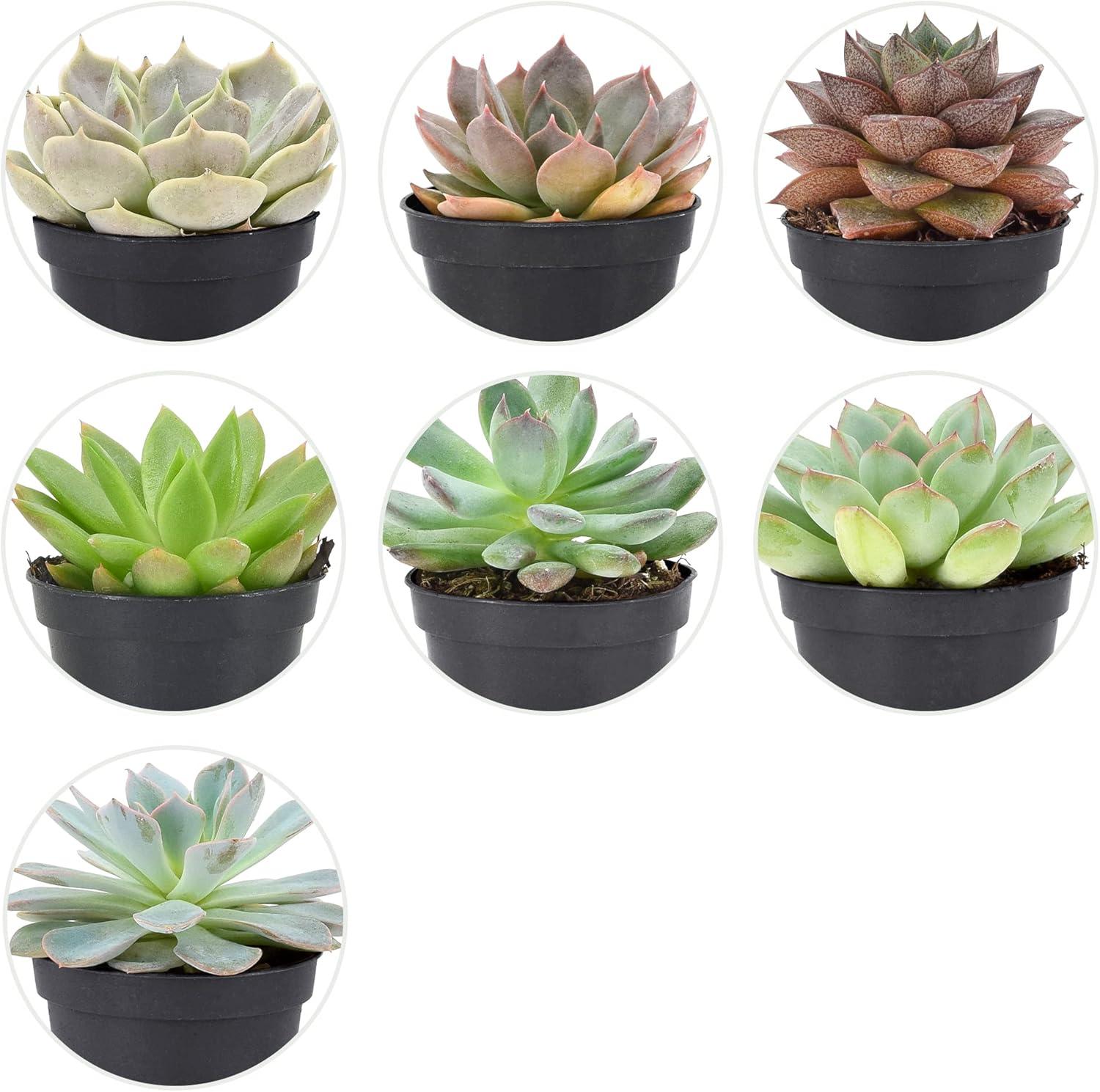 Echeveria Assorted Mini Succulents in Black Pots, 28-Pack