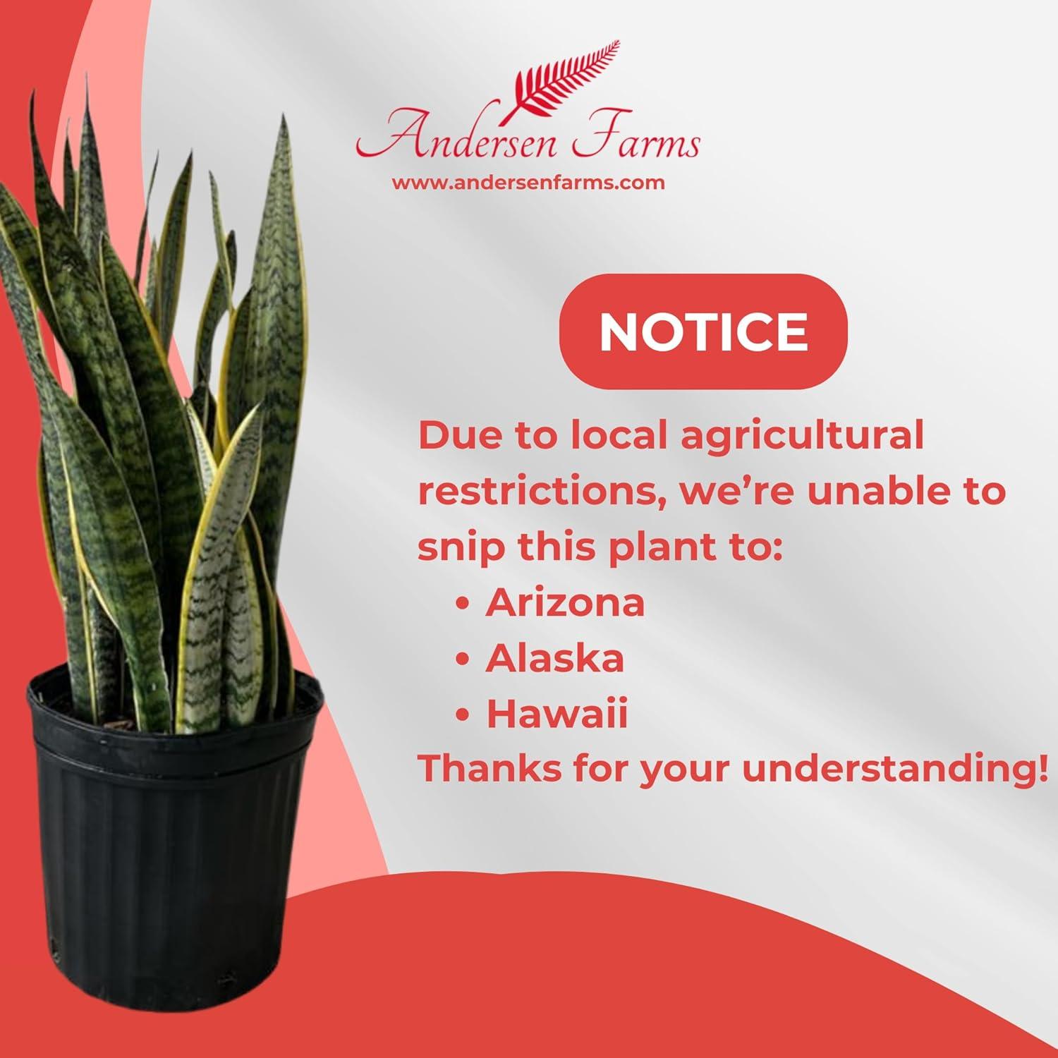 Sansevieria Laurentii Indoor/Outdoor Plant in Black Pot, Green and Yellow