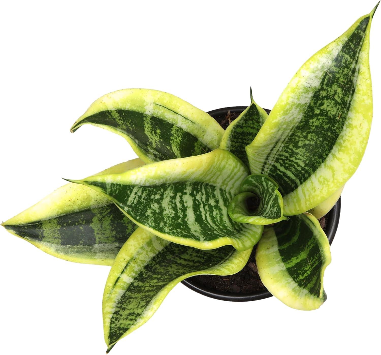 Sansevieria Superba Indoor Succulent with Yellow Edged Leaves