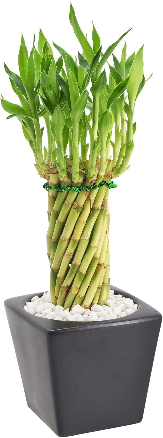 Arcadia Garden Products Carolina Live Bamboo Plant in Ceramic Planter