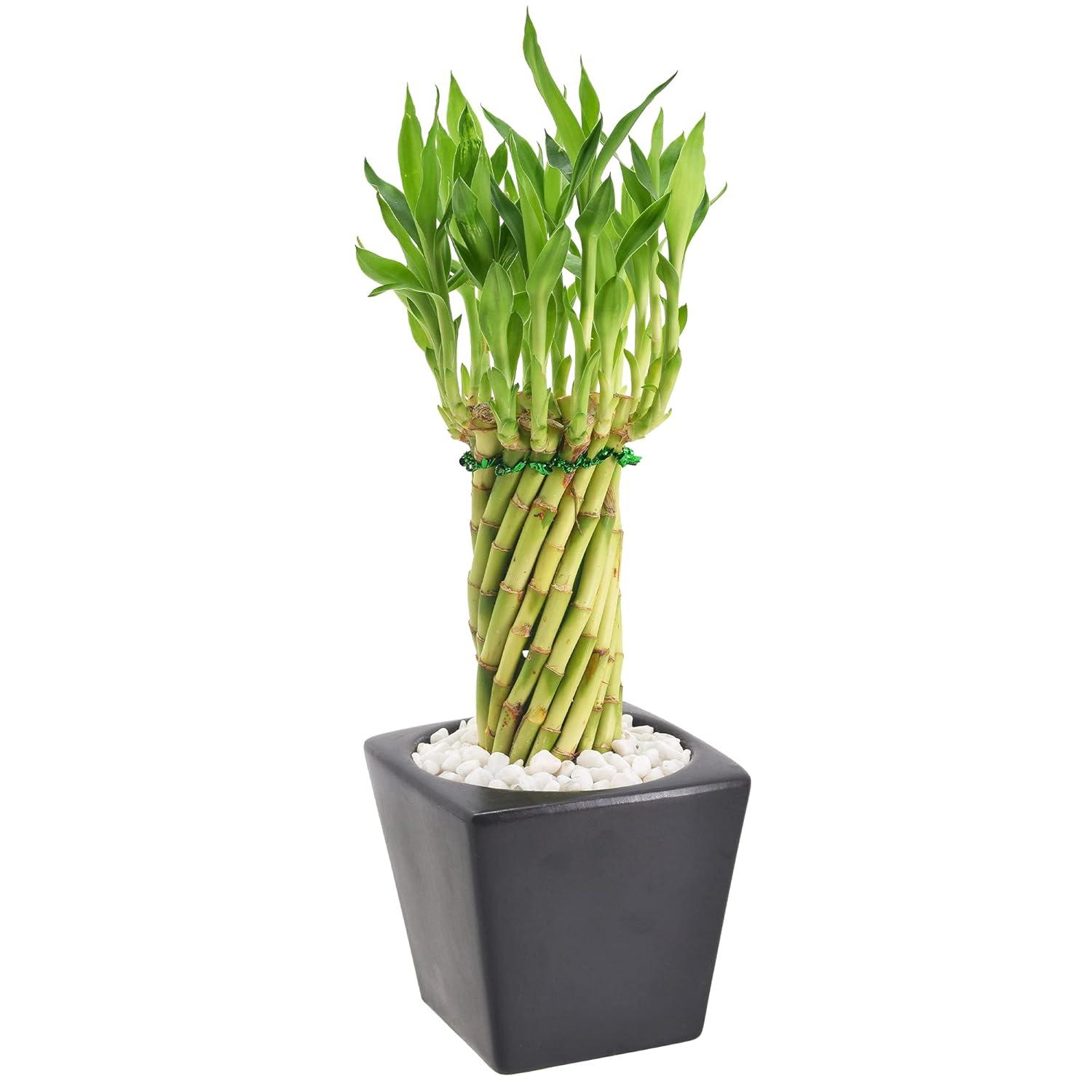Arcadia Garden Products Arcadia Garden Products Carolina Live Bamboo Plant in Ceramic Planter
