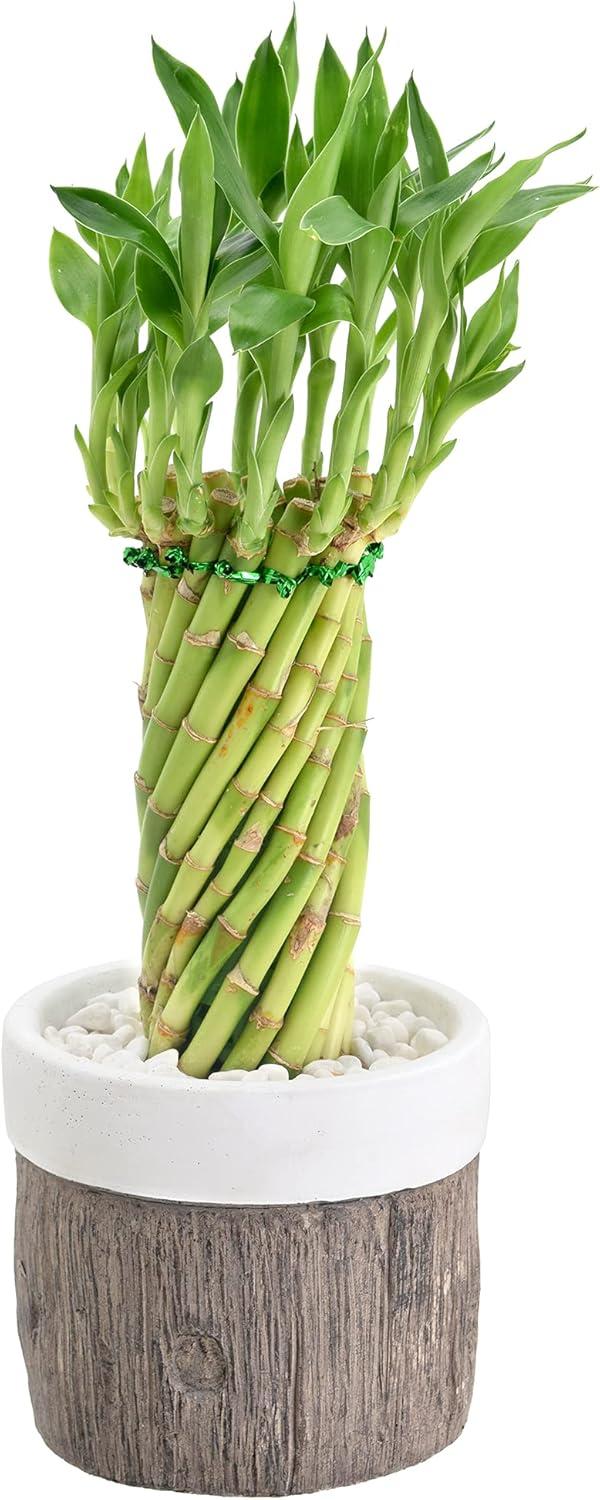 Elegant Tornado Lucky Bamboo in White Ceramic Planter, 13-15" Height