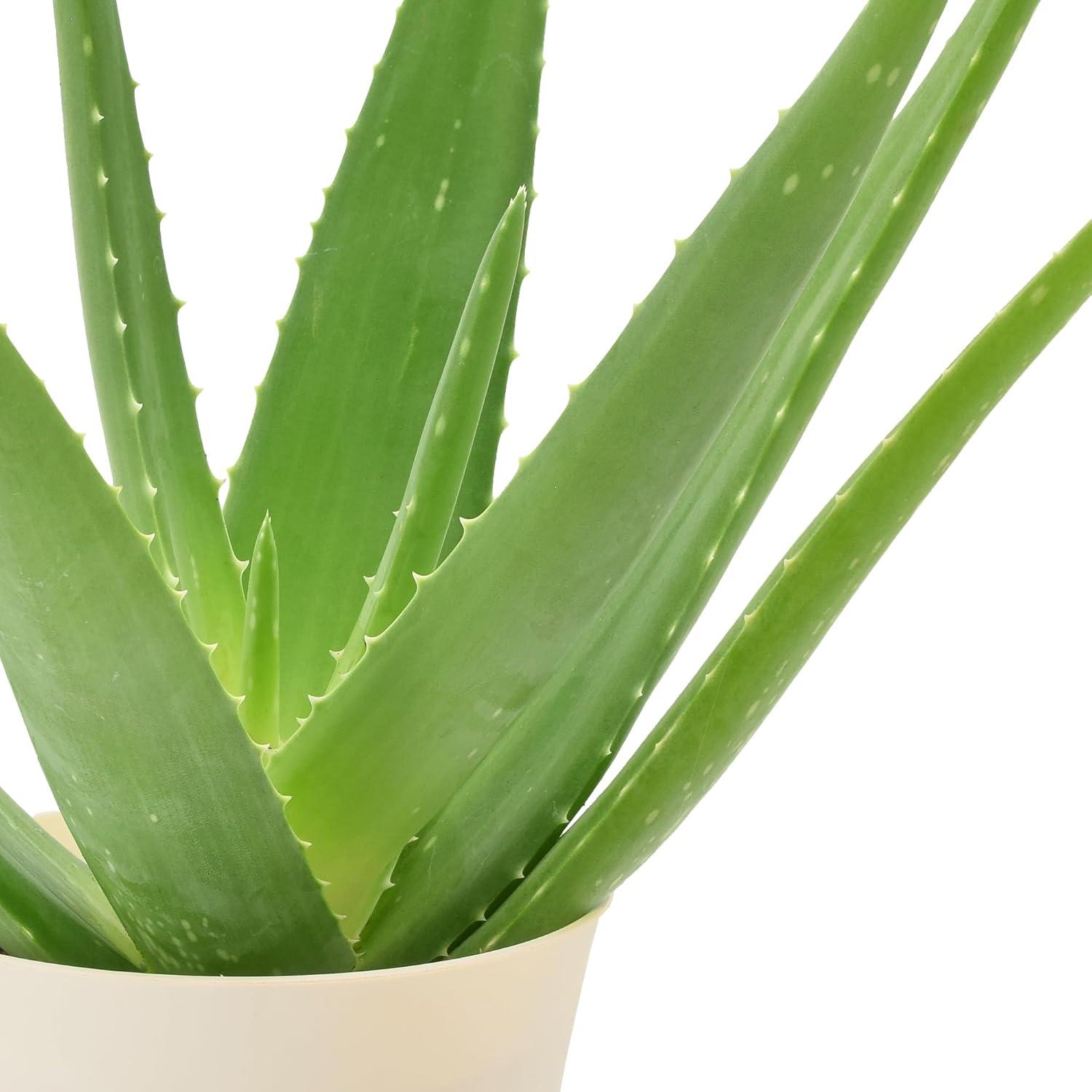 Large Aloe Vera Plant in Beige Plastic Pot, 4 Inches