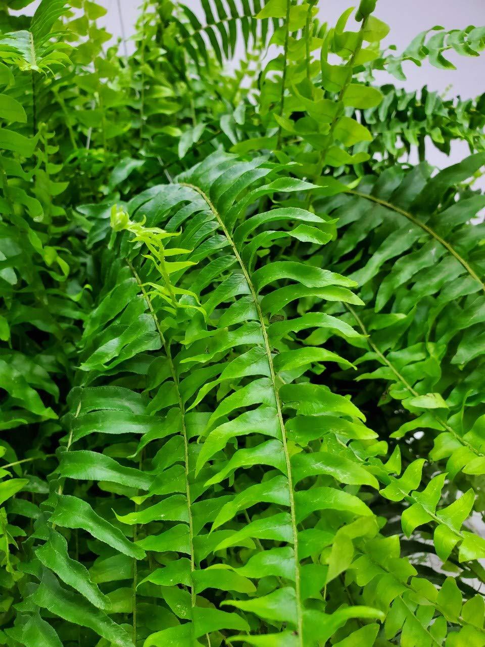 Tropical Plants of Florida 10" Boston Fern Hanging Basket 32" to 34" Wide; Bright, Indirect Sunlight, Large Hanging Plant with Metal Hanger