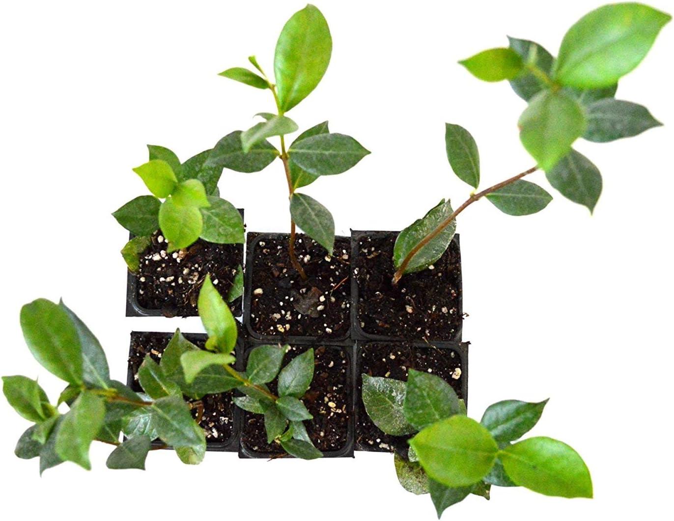 Star Jasmine 10 Live Plants Evergreen Vine