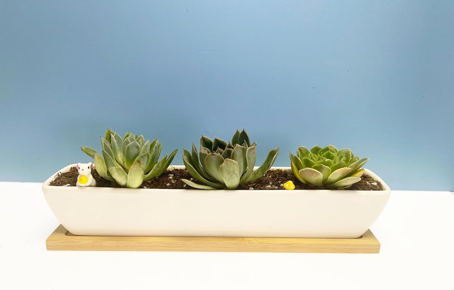 Kipokalor Rectangular Long Succulent Planter Pot,1 Set 11.1x2.36x1.77inch Long Modern Minimalist White Ceramic with Saucer for Office,Desk,Window.