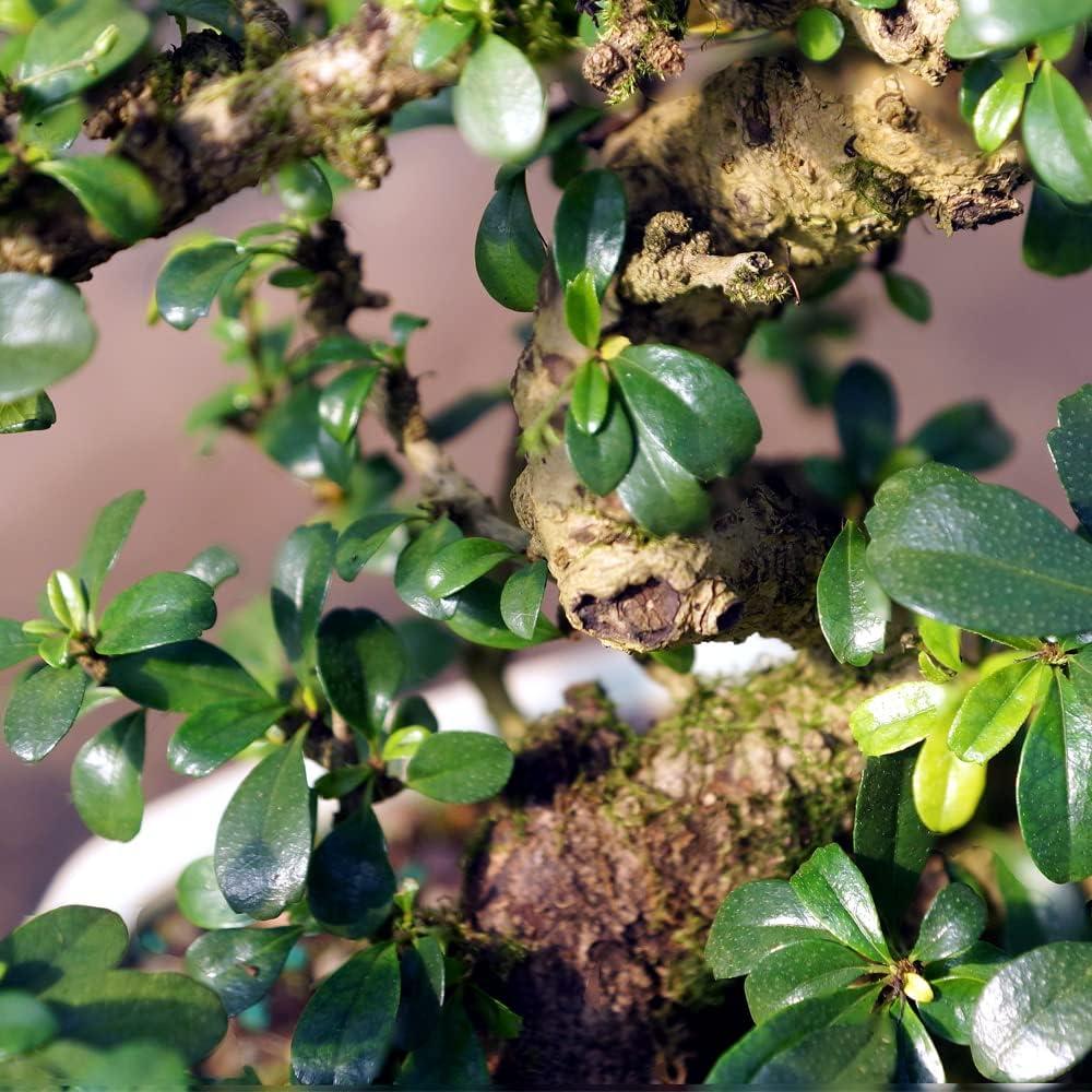 Medium Fukien Tea Bonsai Tree with Ceramic Pot