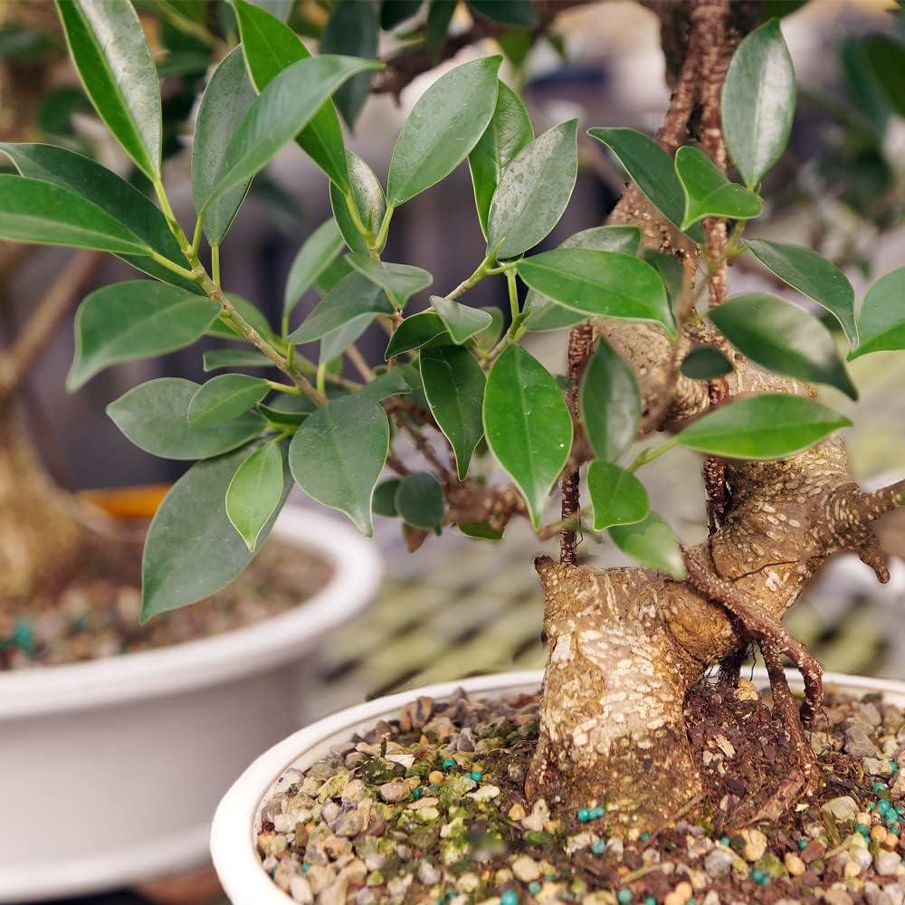 Golden Gate Ficus (Indoor)