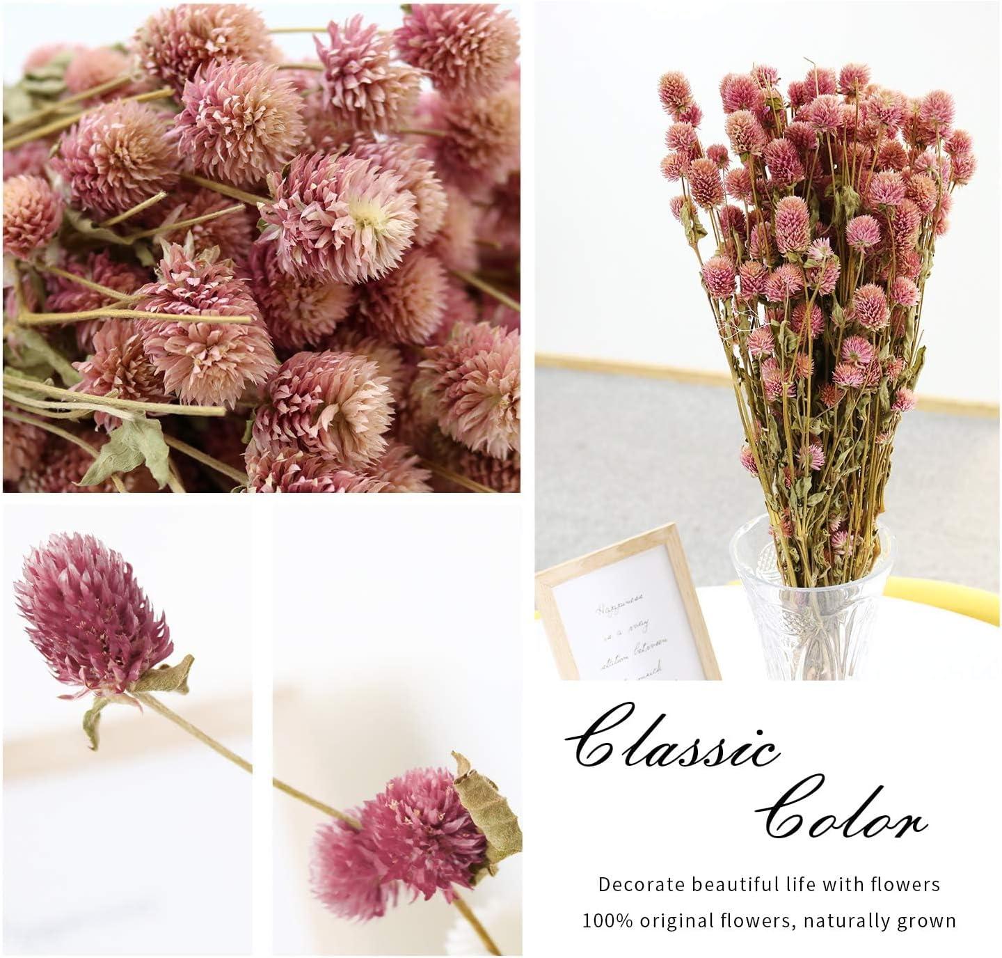 Pink Dried Globe Amaranth Flower Bundle for Home Decor