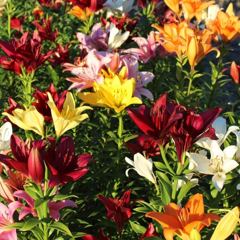 Touch of ECO Lilium Oohs and Aahs - Colorful Mix of Yellow, Red, Pink, Orange Lily Flowers - 10 Bulbs - Attracts Butterflies, Bees & Hummingbirds
