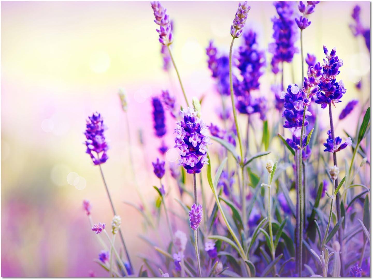 " Purple Lavender Field "