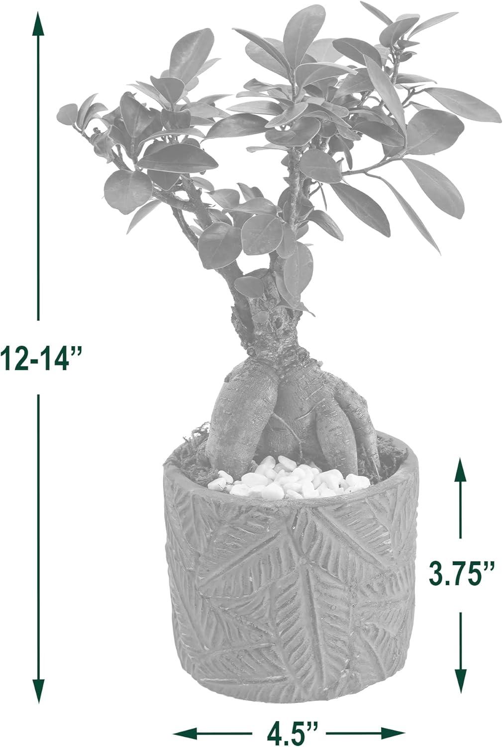 Small Green Ficus Bonsai in Ceramic Planter