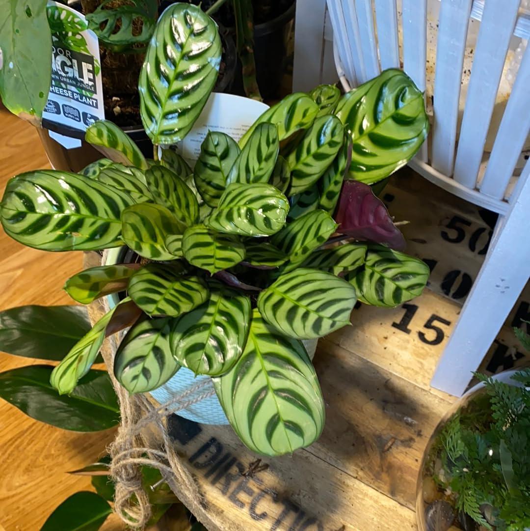 Calathea Burle Marxii Green and Burgundy Indoor Plant in 4-Inch Pot