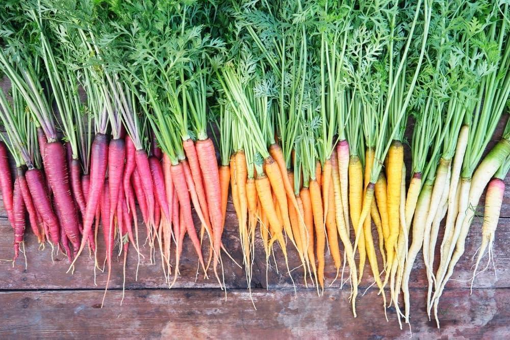 Rainbow Blend Carrot Seeds (Daucus carota) – 500+ Heirloom Non-GMO Seeds, Rare and Colorful Varieties, by Isla’s Garden Seeds, Perfect for Home Vegetable Gardens, Fresh and Vibrant Harvest