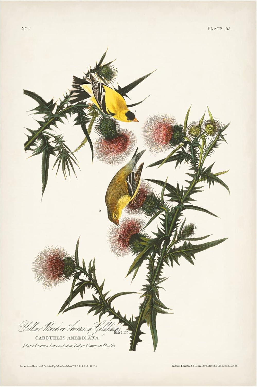 Vintage American Gold Finch Canvas Art Print 16x24