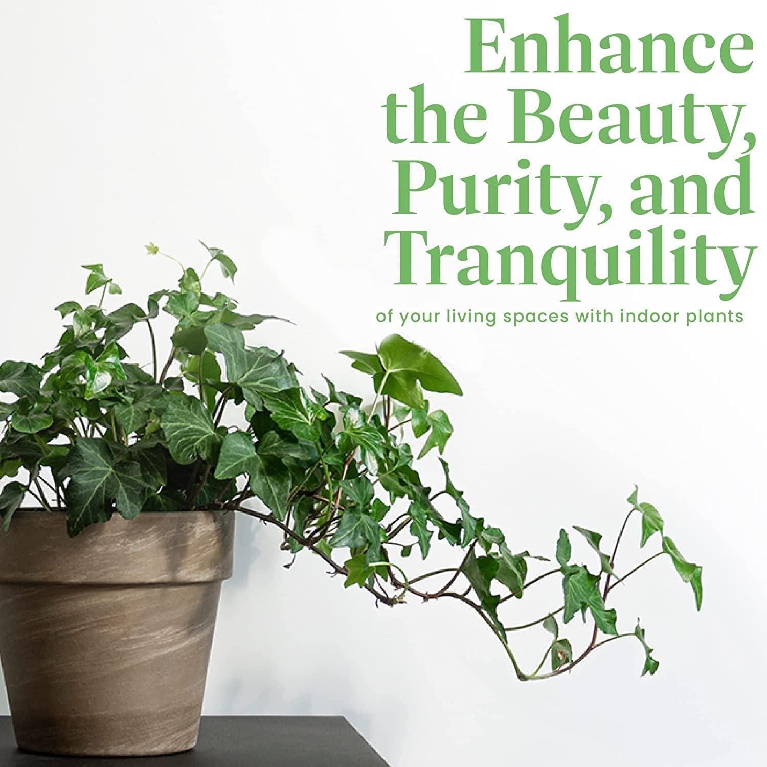 American Plant Exchange English Ivy Green, Live Plant, Medium Leaf, 6-Inch Pot, Vining Houseplant