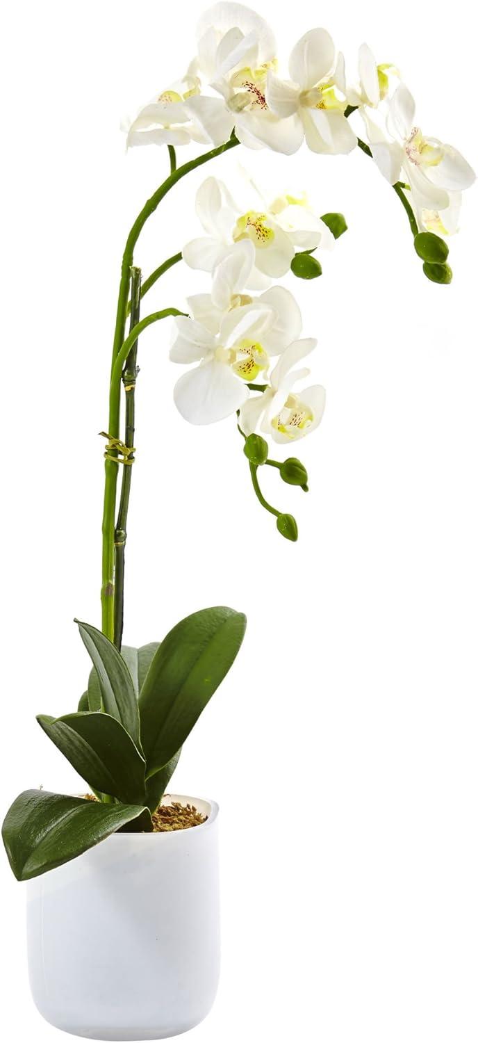 Silk Plant Nearly Natural Phalaenopsis in Frosted Glass