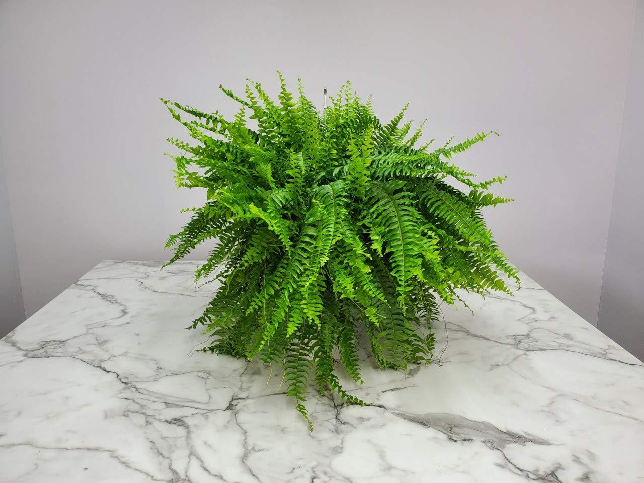 Tropical Plants of Florida 10" Boston Fern Hanging Basket 32" to 34" Wide; Bright, Indirect Sunlight, Large Hanging Plant with Metal Hanger