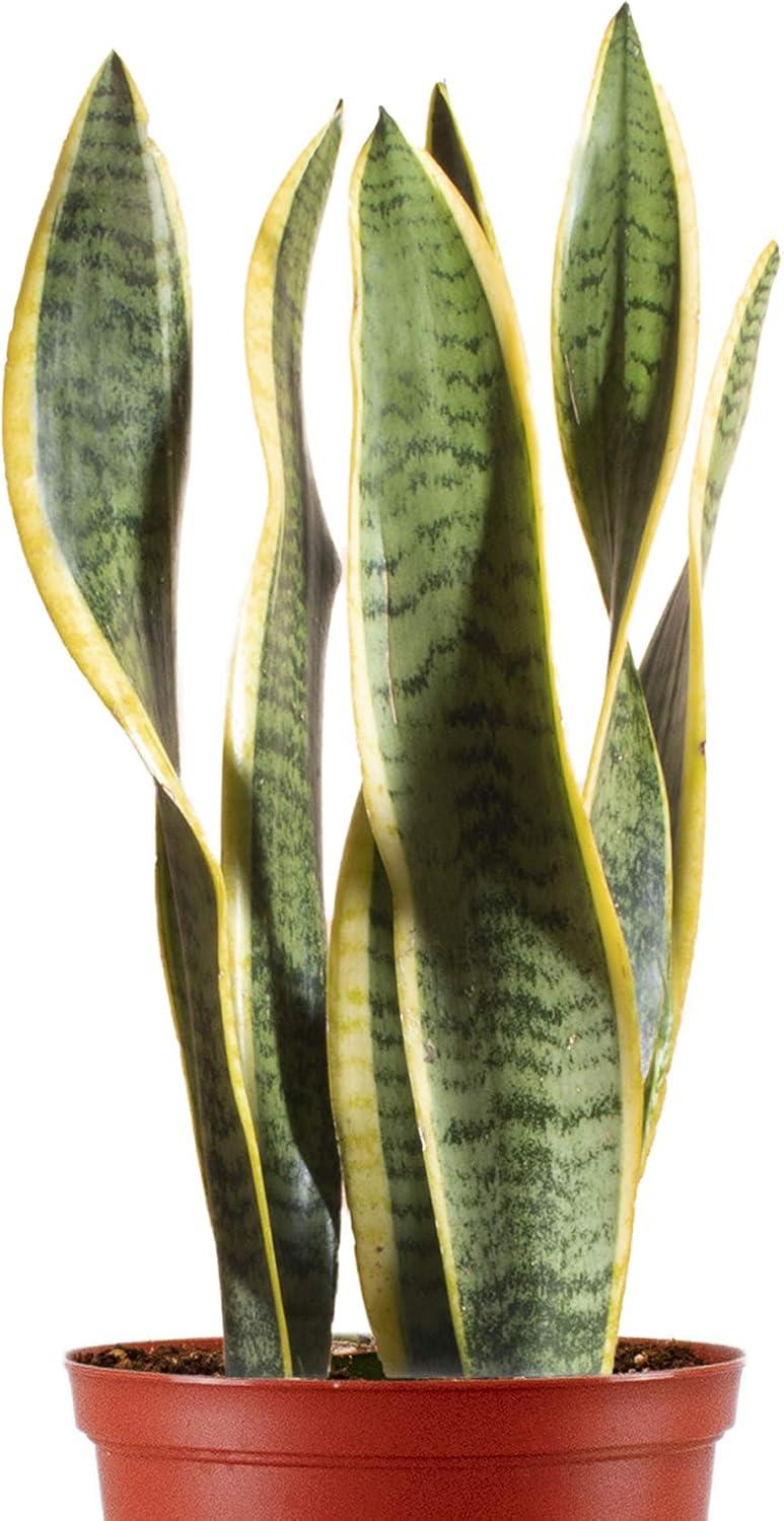 Sansevieria Laurentii 'Snake Plant' House Plant in 6" Grow Pot